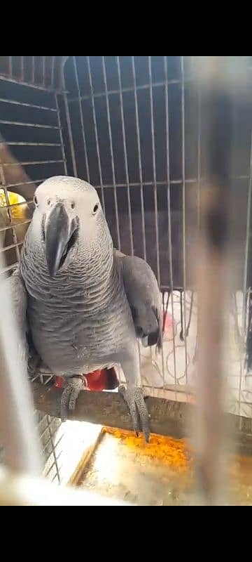 African Grey Breeder Pairs 4