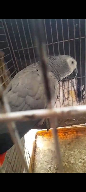 African Grey Breeder Pairs 5