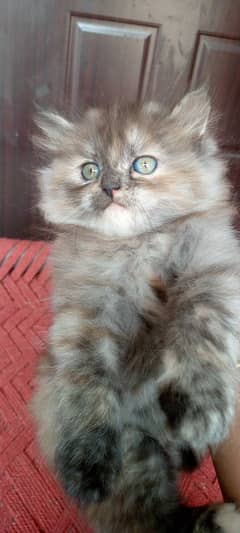 Persian Kittens. Triple Coated Bread. Semi Punch Face. Odd Eyes