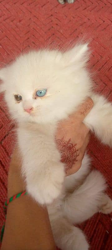 Persian Kittens. Triple Coated Bread. Semi Punch Face. Odd Eyes 2