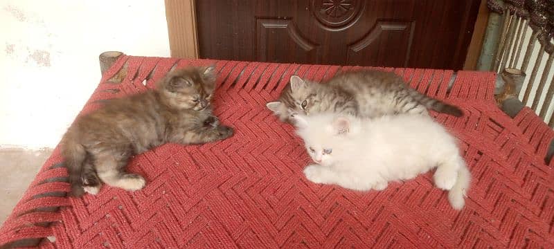 Persian Kittens. Triple Coated Bread. Semi Punch Face. Odd Eyes 6