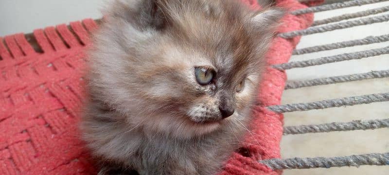 Persian Kittens. Triple Coated Bread. Semi Punch Face. Odd Eyes 7