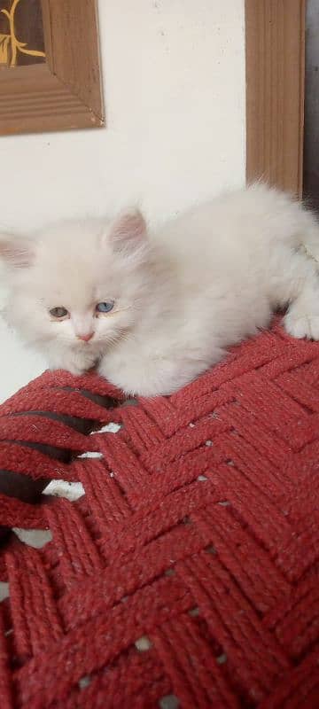 Persian Kittens. Triple Coated Bread. Semi Punch Face. Odd Eyes 9