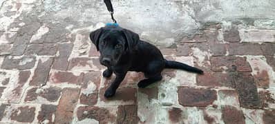 Black colour Labrador trained and fully friendly