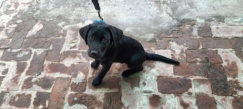 Black colour Labrador trained and fully friendly 0