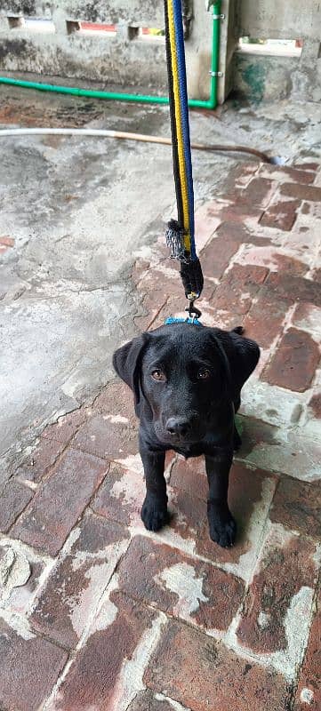 Black colour Labrador trained and fully friendly 1