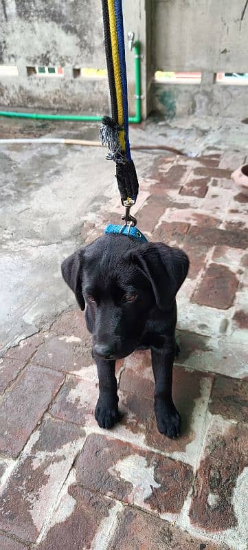 Black colour Labrador trained and fully friendly 2