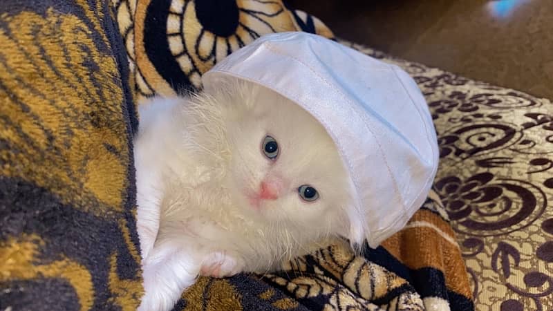 female persian kitten 0