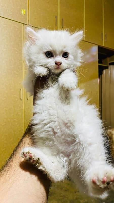 female persian kitten 1