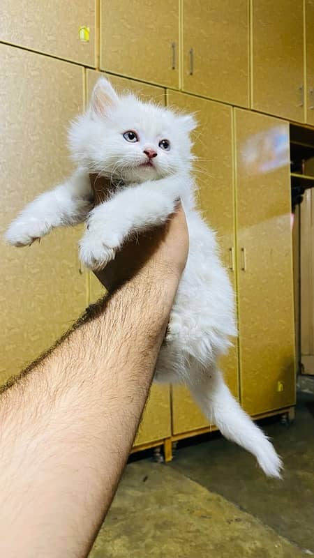 female persian kitten 2