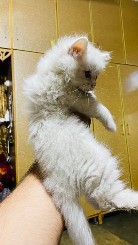 female persian kitten 3