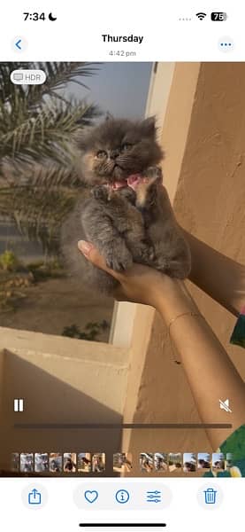 persian punch face kitten 1