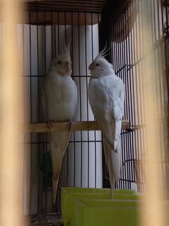 eno cockatiel red eye with eggs