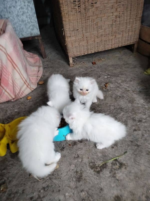 Persian kittens 1