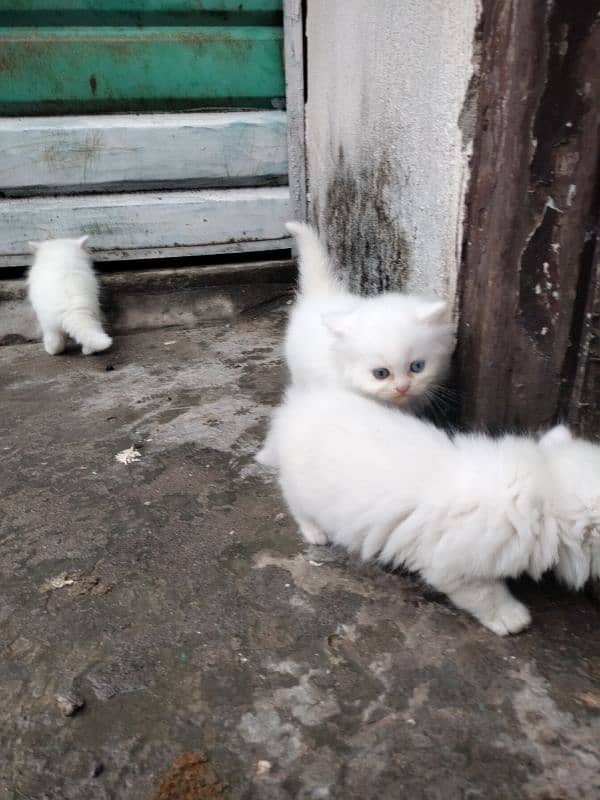 Persian kittens 4