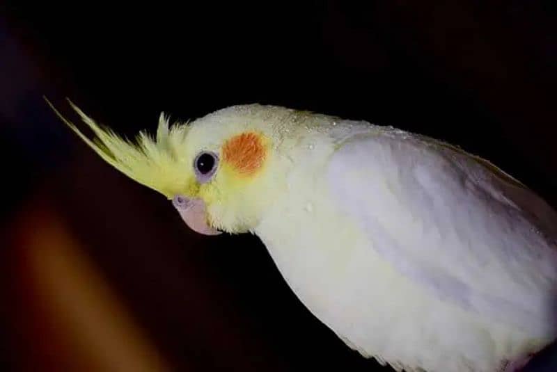 common white cocktail female for sale 2