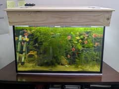 Fully Planted Aquarium 2ft