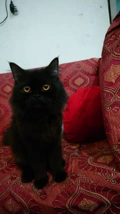 Persian black cat