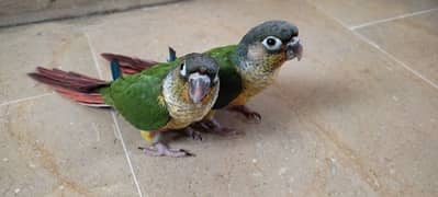 Yellow sided Green cheeked conure