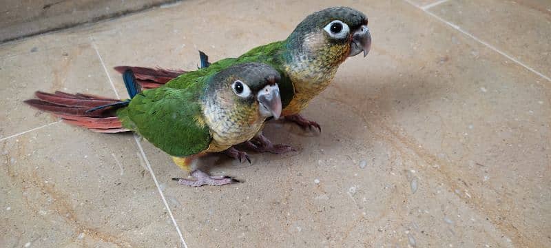 Yellow sided Green cheeked conure 1