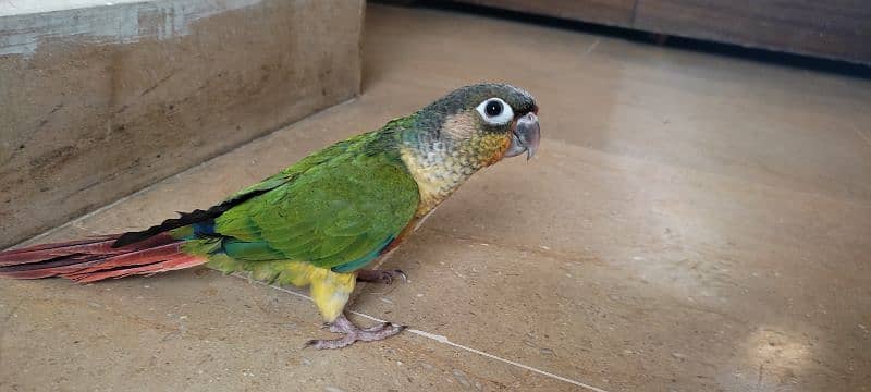 Yellow sided Green cheeked conure 4