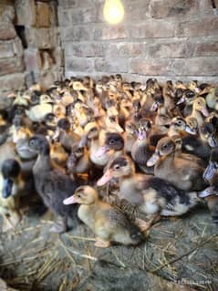 Ducks chicks |desi duck | بطخ| khaki black white |ducks pair for sale