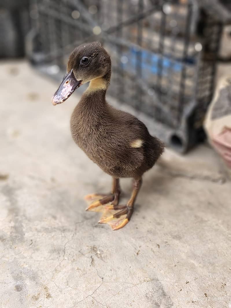 Ducks chicks |desi duck | بطخ| khaki black white |ducks pair for sale 3