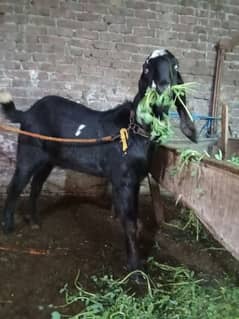 kala daba Bakra pure bital breeder