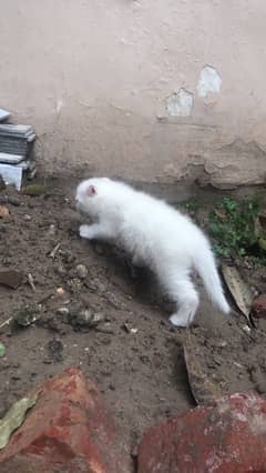 Cats persian kitten triple coated white