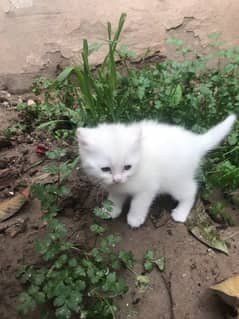 Cats persian kitten triple coated white