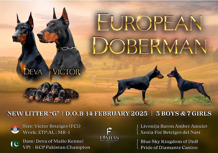 Doberman 3