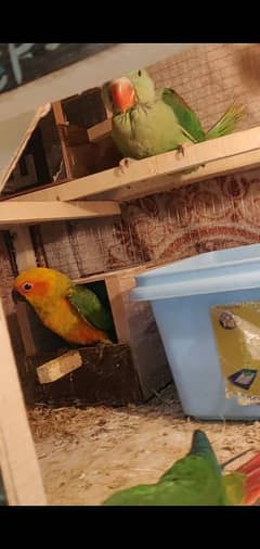 parrot chicks available