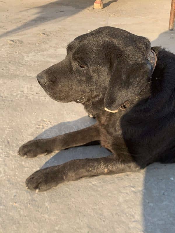 british labrador for sale 4