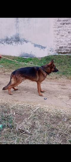 GSD male