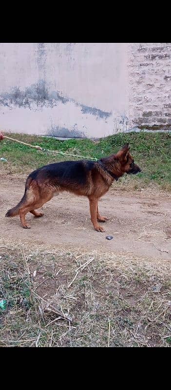 GSD male 0