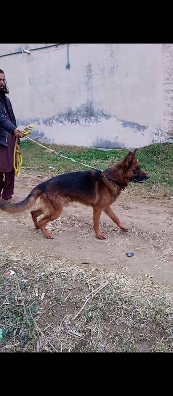 GSD male 1