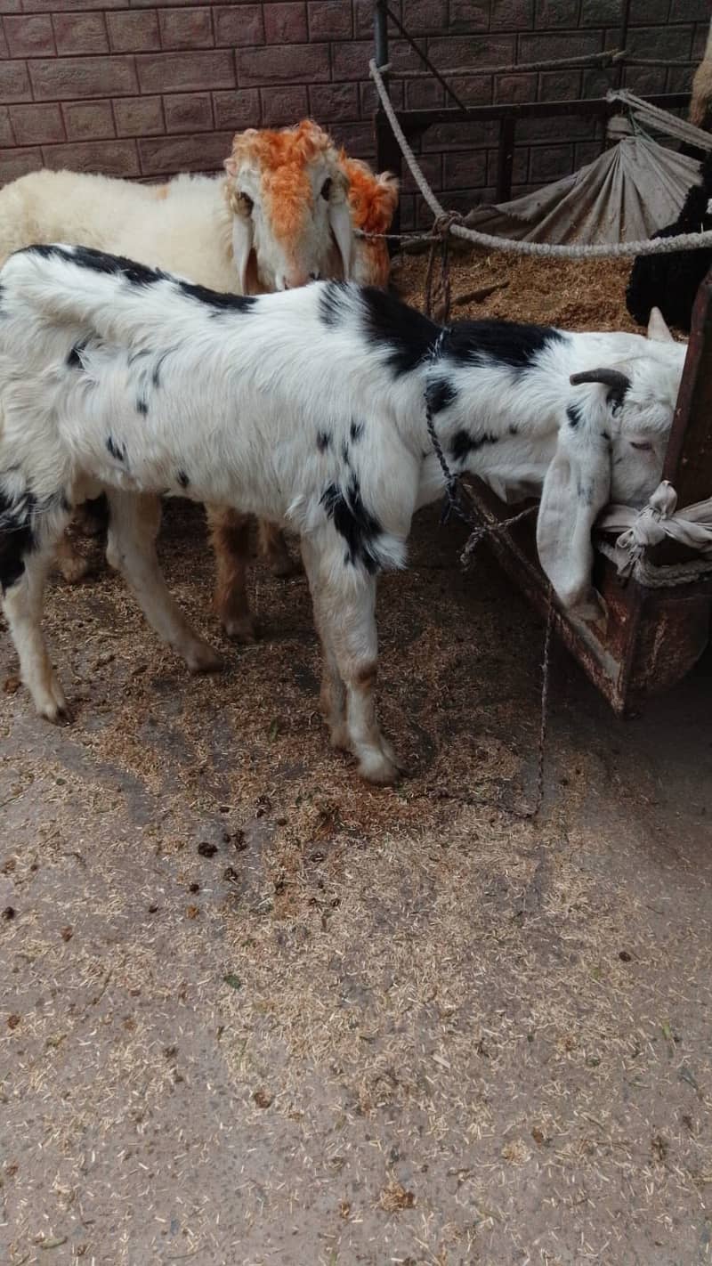 Goat | Bkra | Goat For Sale | Bkra For Sale |  بکرا | Goat for Sale 0