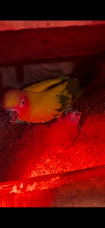 Sun Conure | red factor sun conure | Breeder Pair with DNA |Conure 1