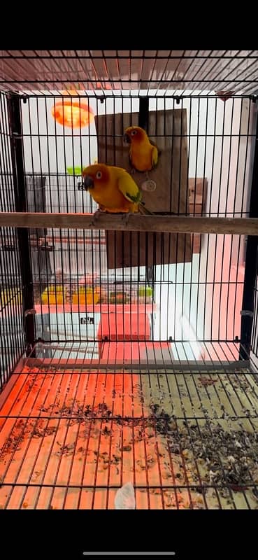 Sun Conure | red factor sun conure | Breeder Pair with DNA |Conure 2