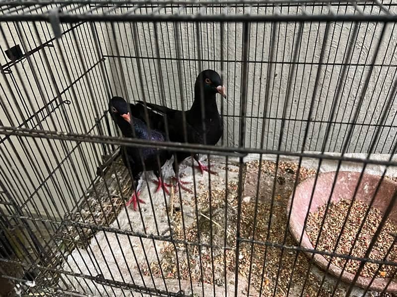 black danish adult breeding pair 0