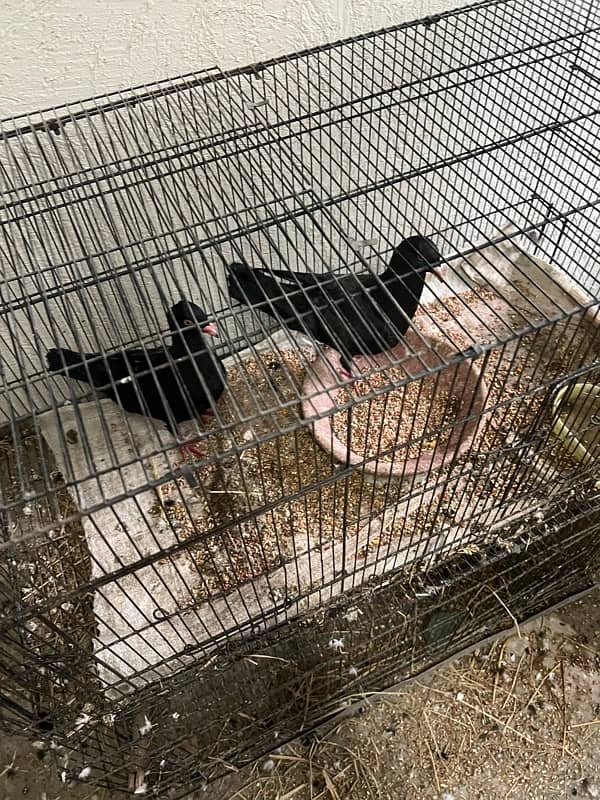 black danish adult breeding pair 1