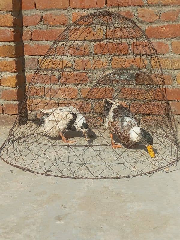 duck for sale eggs laying breeder pair 03155110956 0