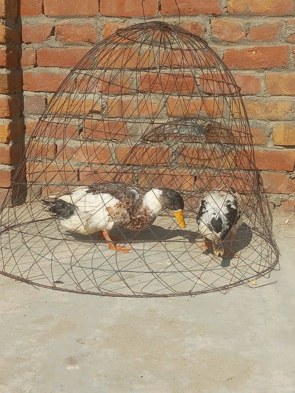 duck for sale eggs laying breeder pair 03155110956 1