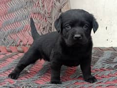 Labrador female puppy for sale