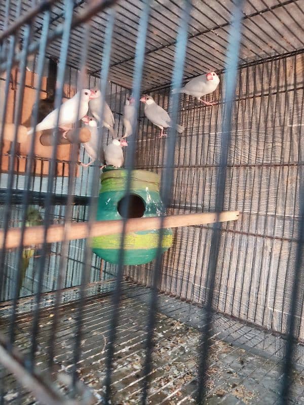 silver and white java breeder pair for sale | Whatsapp 03117467819 0