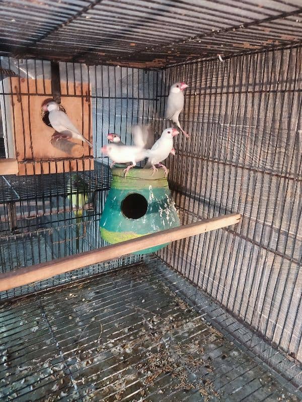 silver and white java breeder pair for sale | Whatsapp 03117467819 1