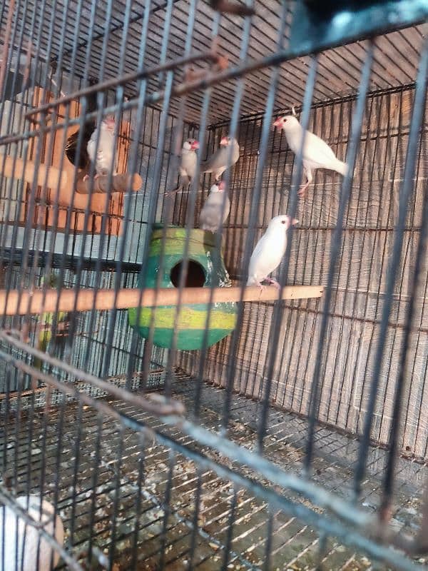 silver and white java breeder pair for sale | Whatsapp 03117467819 2