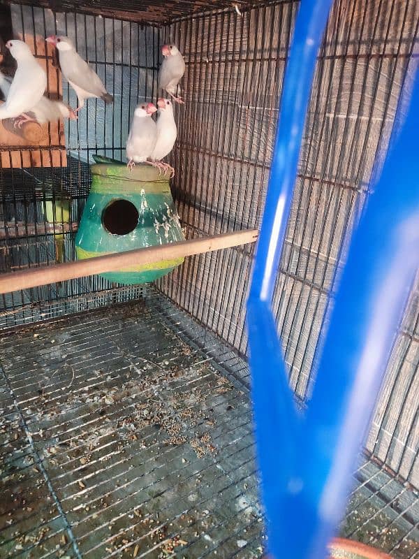 silver and white java breeder pair for sale | Whatsapp 03117467819 3