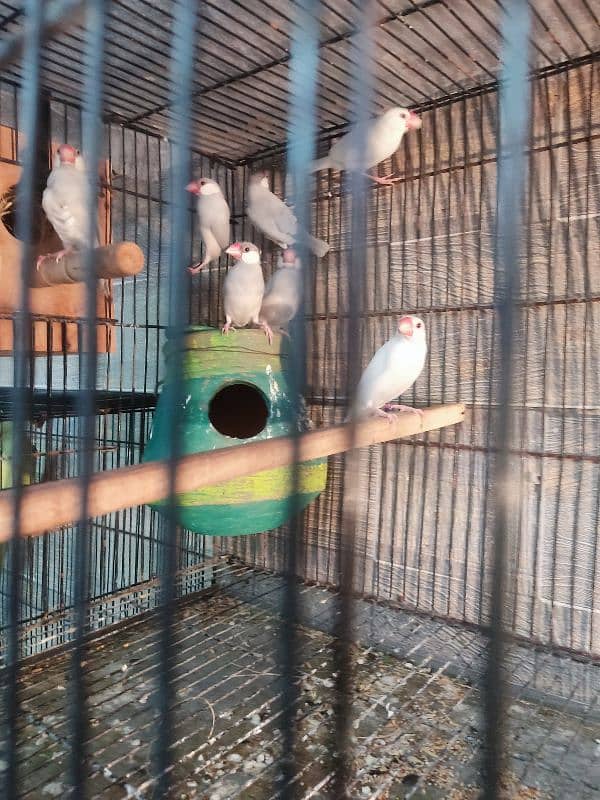 silver and white java breeder pair for sale | Whatsapp 03117467819 4