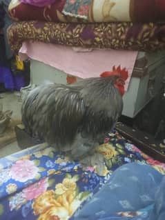 Bantam Rooster